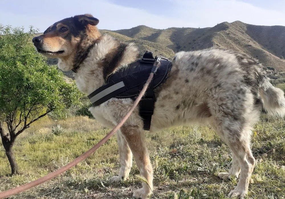 Residencia Canina Leco - Kennels Boarding Cantoria - Almeria pet otel görseli 3