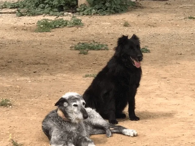 Residencia Canina Llanos de Rosa - Almeria pet otel