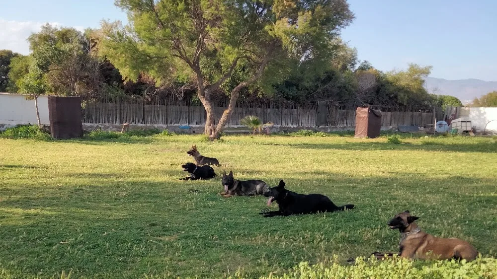 Residencia Canina y Felina y Escuela de adiestramiento LAS PALOMAS - Almeria pet otel