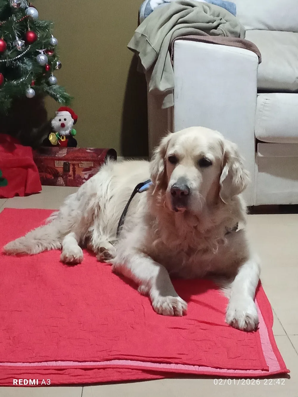 Sam Guardería canina - Almeria pet otel