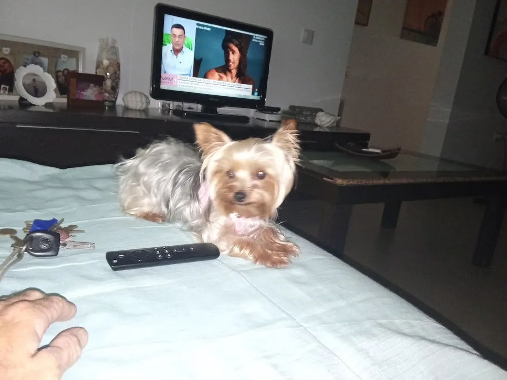 Sam Guardería canina - Almeria pet otel görseli 3