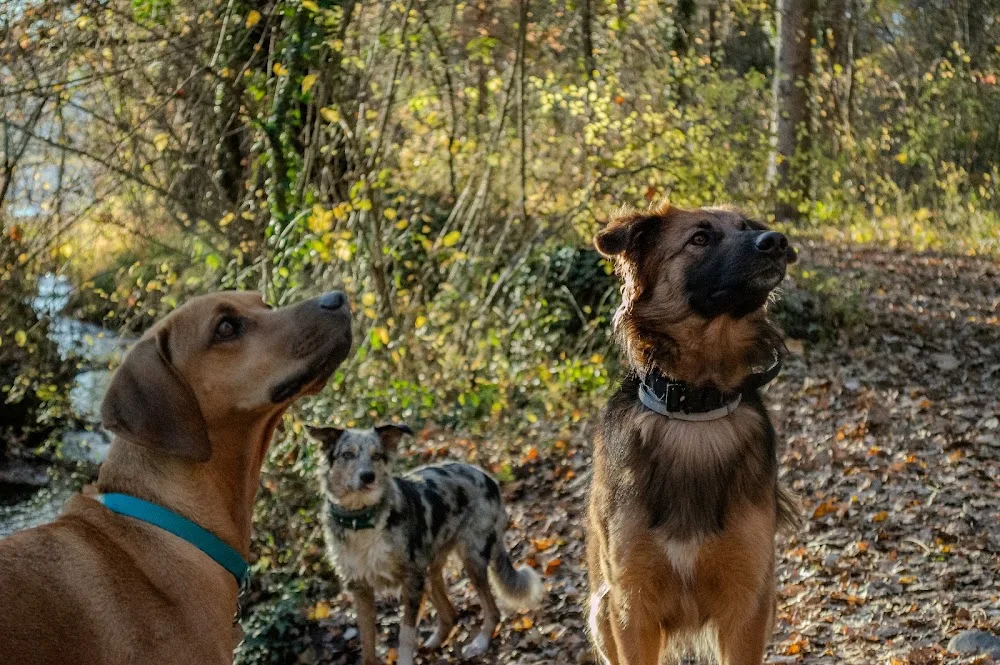 Cani Walk - Alpes-de-Haute-Provence pet otel görseli 3