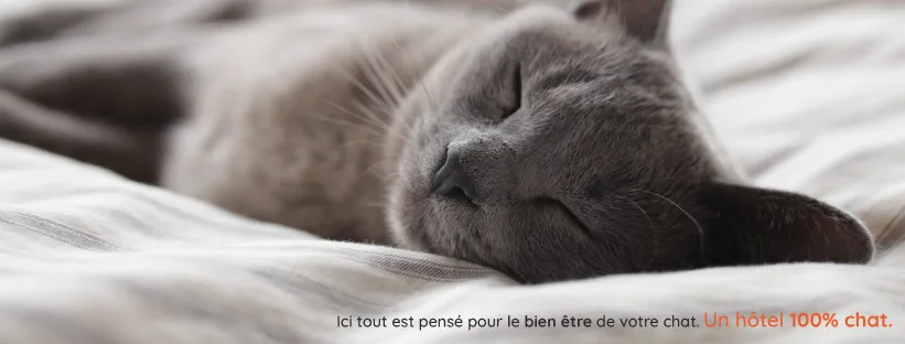Cats Palace Hôtel - Alpes-de-Haute-Provence pet otel görseli 2