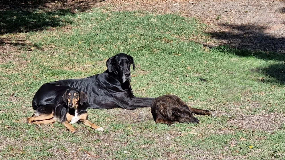 Chenil de la Truffe Noire - Alpes-de-Haute-Provence pet otel görseli 2