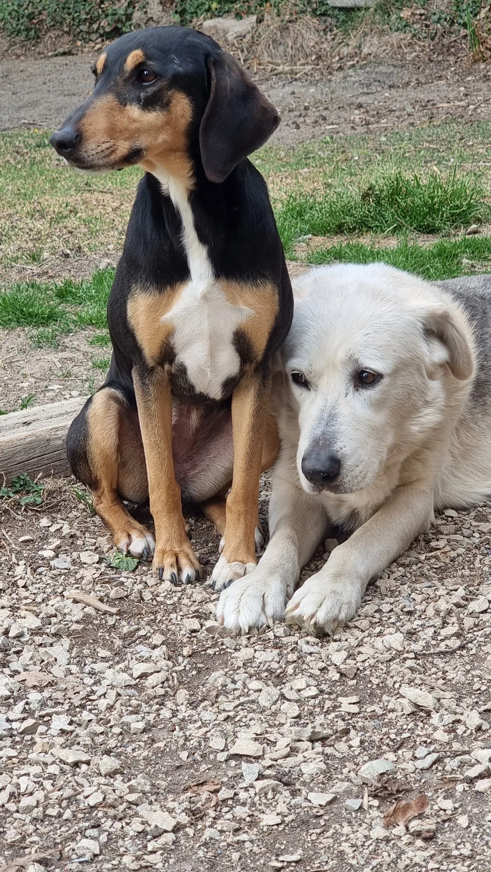 Chenil de la Truffe Noire - Alpes-de-Haute-Provence pet otel görseli 7