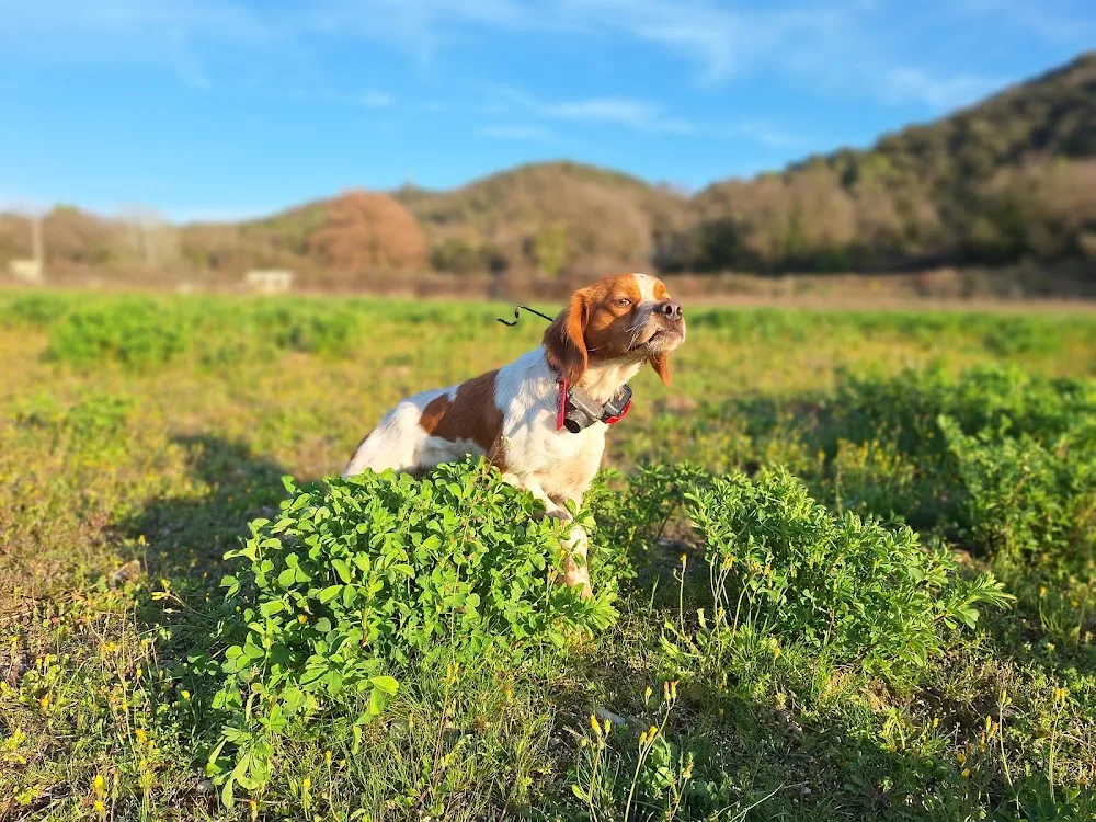 Chenil pour chats & chiens - Des Remous du Verdon - Alpes-de-Haute-Provence pet otel görseli 3