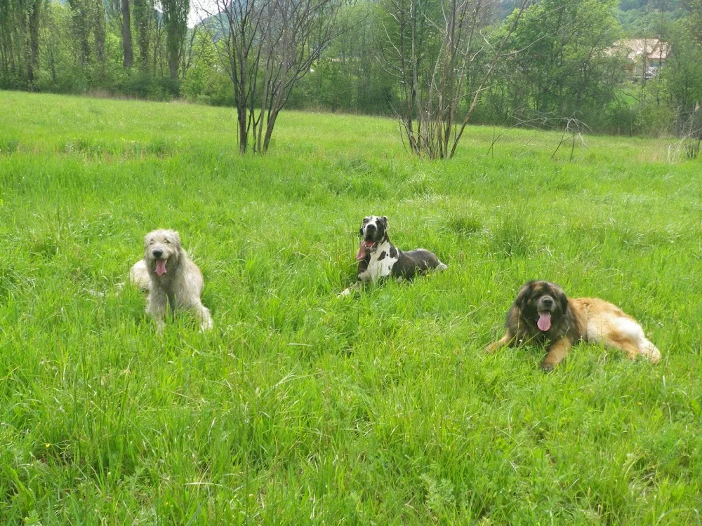Chic c'est les vacances - Alpes-de-Haute-Provence pet otel
