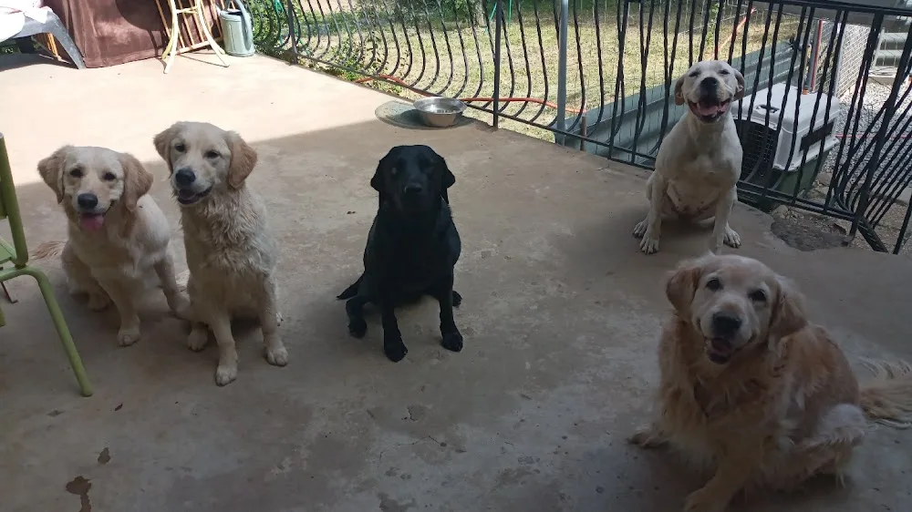 Coach Canin-Hélène Nivan, Pension canine comme à la maison - Alpes-de-Haute-Provence pet otel