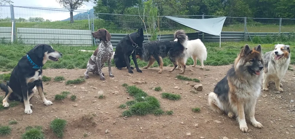 Coach Canin-Hélène Nivan, Pension canine comme à la maison - Alpes-de-Haute-Provence pet otel görseli 3