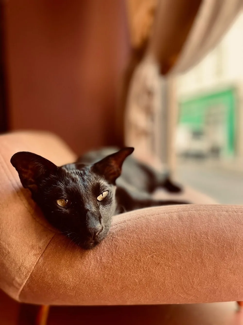 Dōdō Cat Hôtel - Alpes-de-Haute-Provence pet otel görseli 7