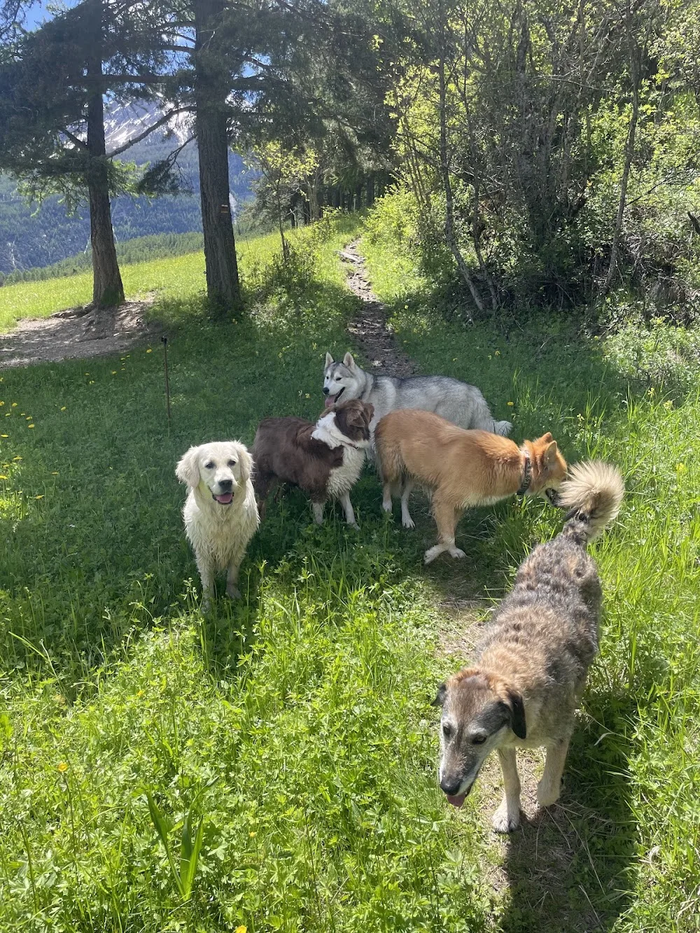 Emovere canis — Pension Education canine - Alpes-de-Haute-Provence pet otel görseli 3