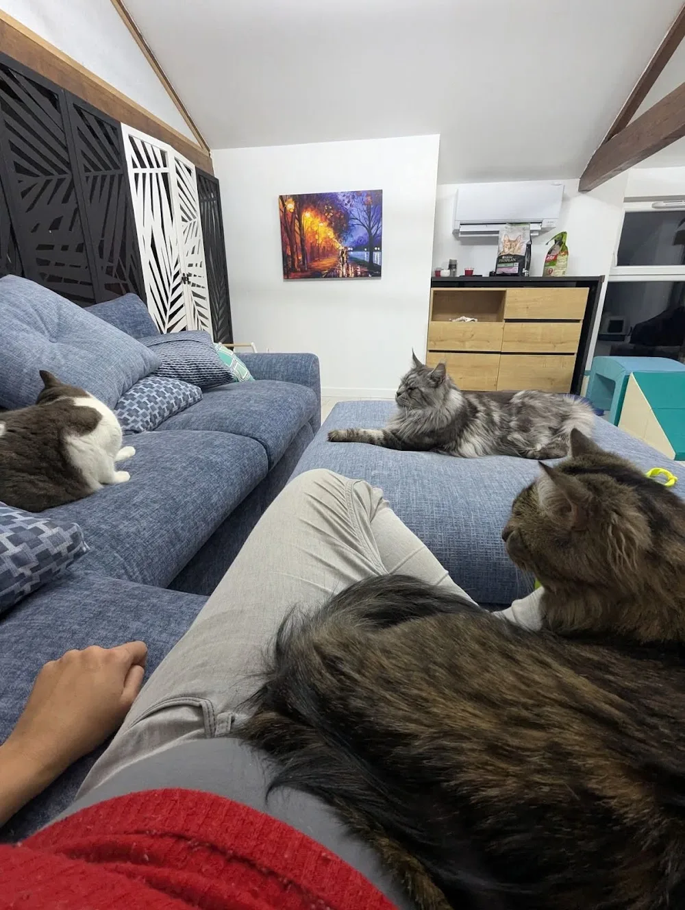 Le cocon des chats : Pension chats & NAC - Comportementaliste félin - Alpes-de-Haute-Provence pet otel görseli 2