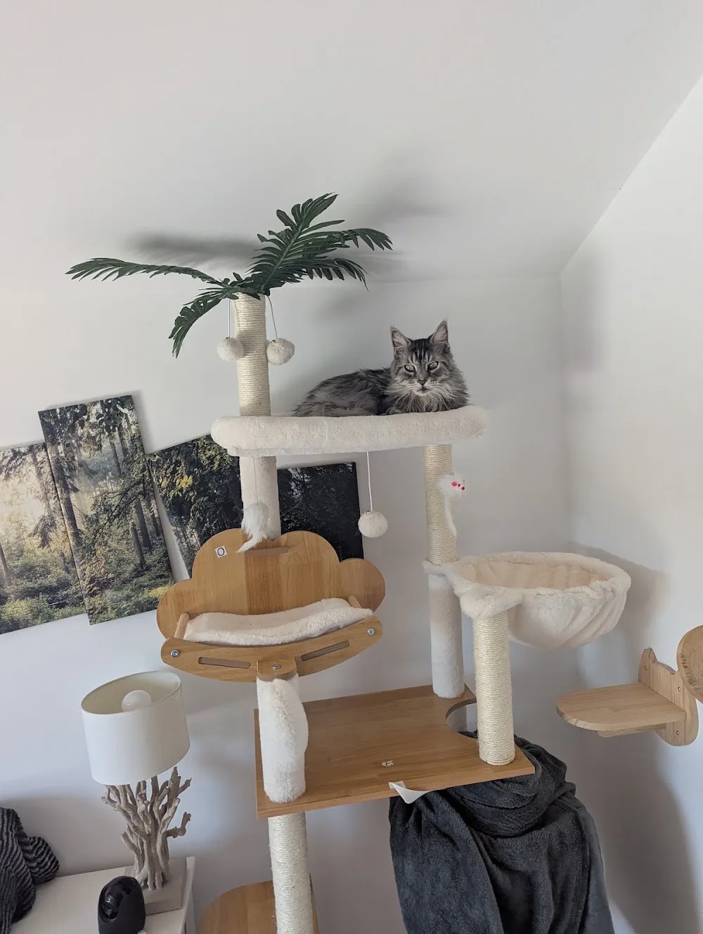 Le cocon des chats : Pension chats & NAC - Comportementaliste félin - Alpes-de-Haute-Provence pet otel görseli 7