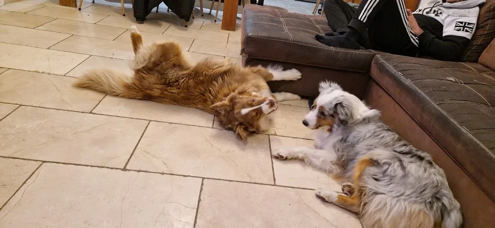 Pension Canine "Atout Les toutous " - Alpes-de-Haute-Provence pet otel