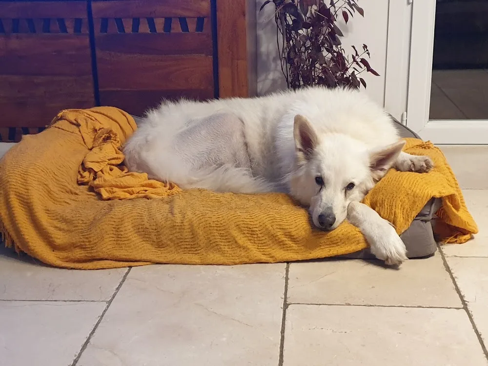 Pension Canine "Atout Les toutous " - Alpes-de-Haute-Provence pet otel görseli 3