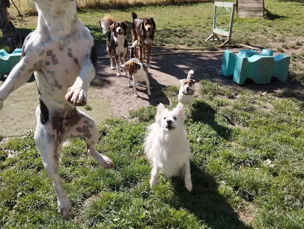 Pension canine et Féline du Royaume Alpin - Alpes-de-Haute-Provence pet otel görseli 2