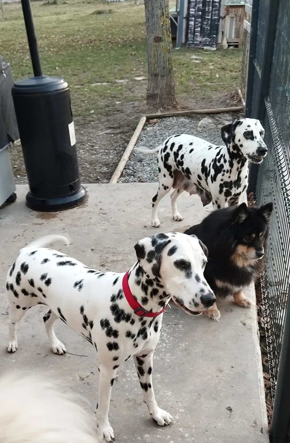 Pension canine et Féline du Royaume Alpin - Alpes-de-Haute-Provence pet otel görseli 3