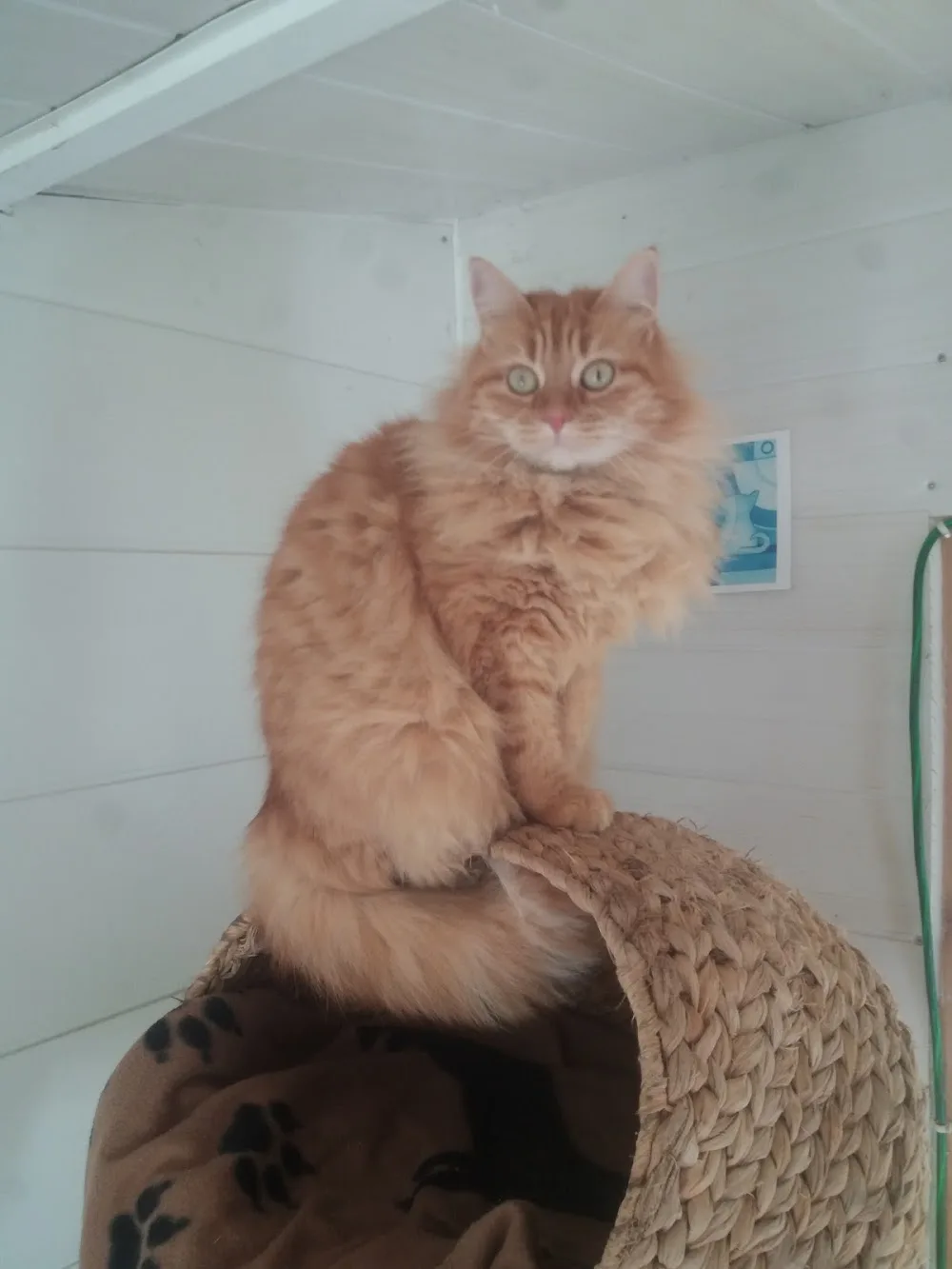 Pension chats la sheitan - Alpes-de-Haute-Provence pet otel görseli 2