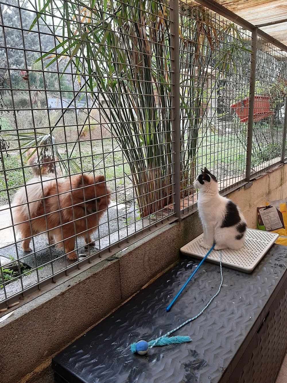 Pension chats la sheitan - Alpes-de-Haute-Provence pet otel görseli 3