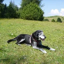 Pension Imotep - Alpes-de-Haute-Provence pet otel görseli 4