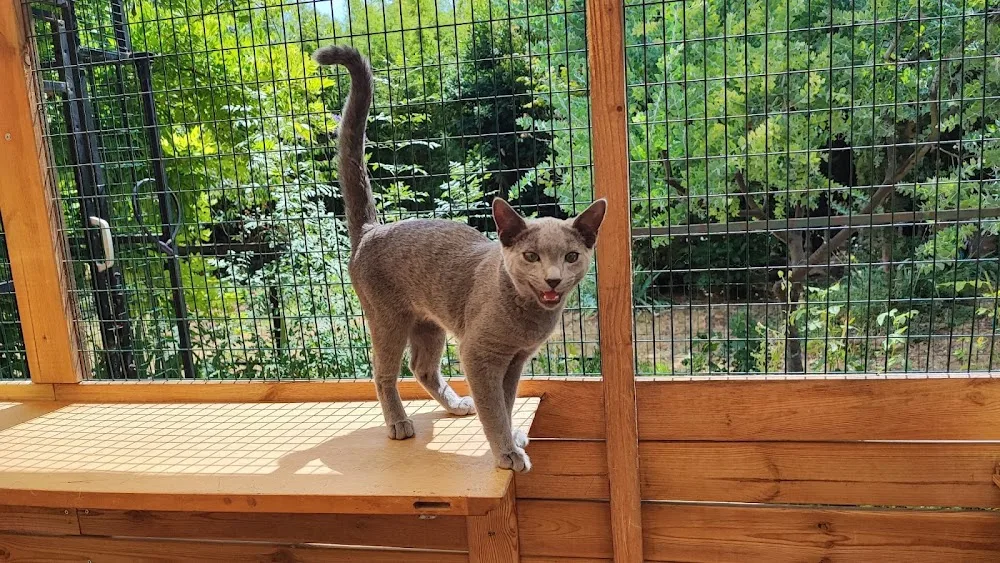 Pension pour chats Ti' Félins - Alpes-de-Haute-Provence pet otel görseli 3
