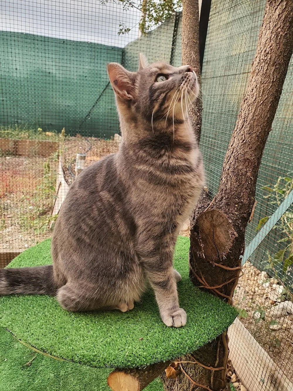 Relais des Chats Perchés et Cie - Alpes-de-Haute-Provence pet otel görseli 3