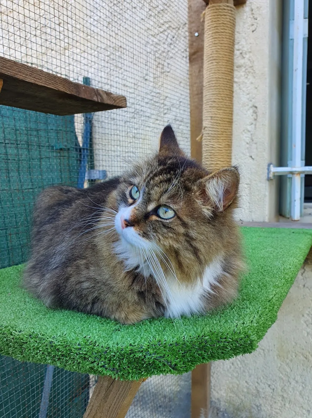 Relais des Chats Perchés et Cie - Alpes-de-Haute-Provence pet otel görseli 6
