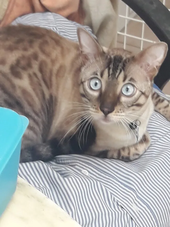 Accueil Chats Services - Alpes-Maritimes pet otel
