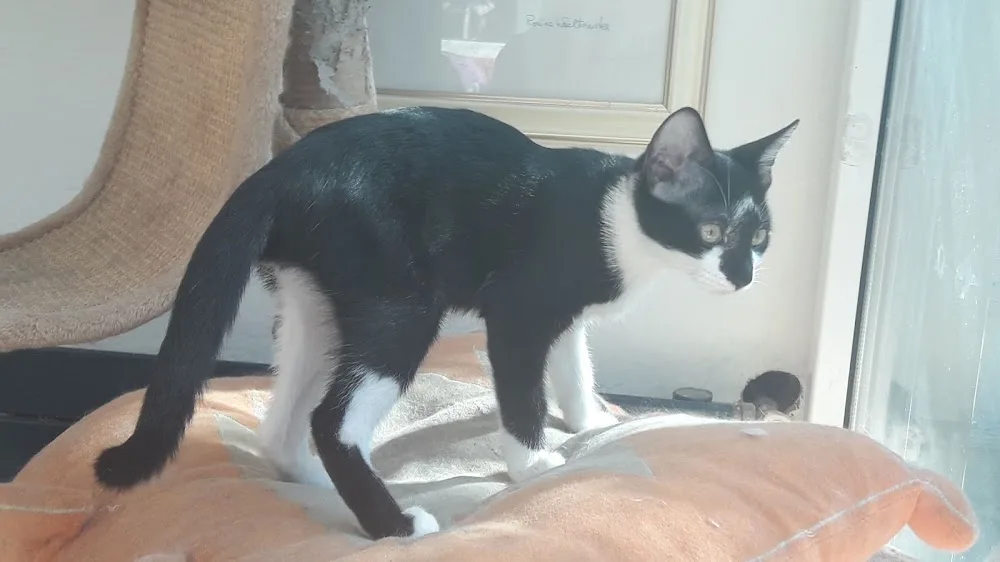 Accueil Chats Services - Alpes-Maritimes pet otel görseli 3