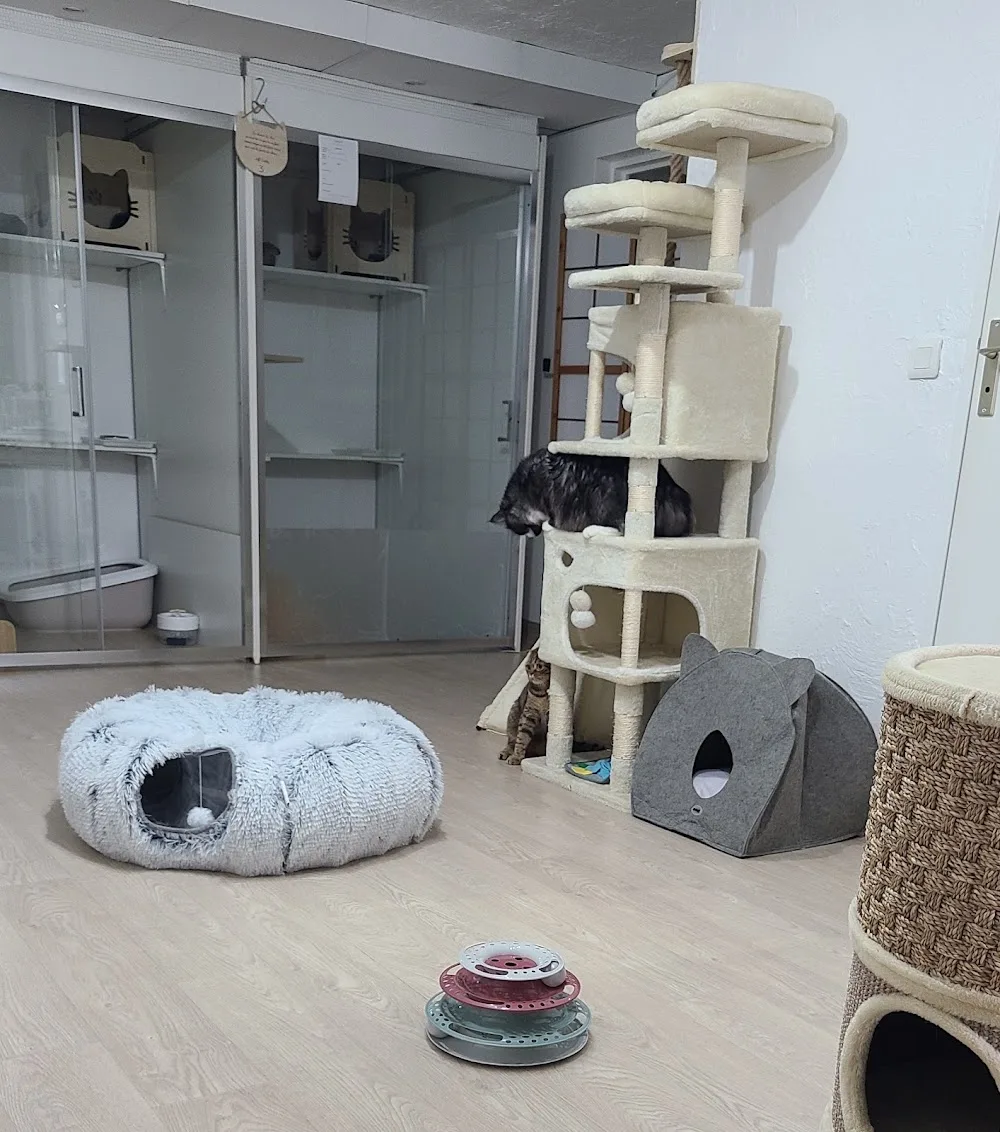 Chats perchés 06 / hôtel pour chats ANTIBES / pension pour chats / garde de chats / comportementaliste félin / reiki - Alpes-Maritimes pet otel
