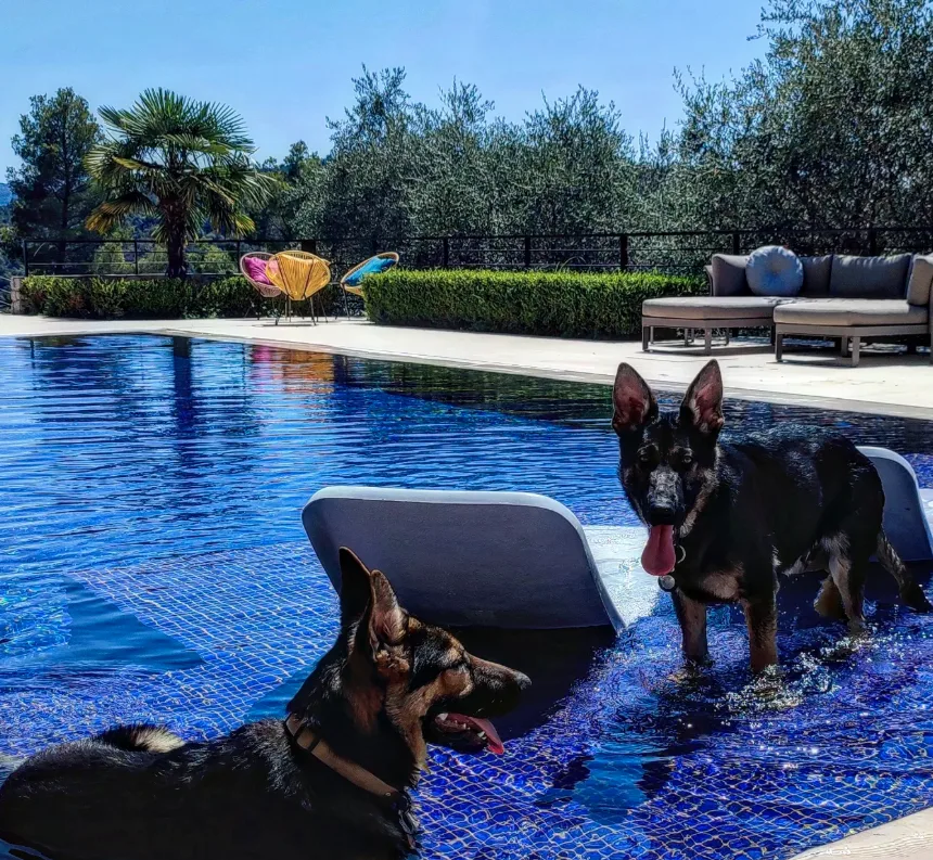 Dog Garden: Garderie Canine & Education 06 Antibes Vallauris Sophia Antipolis - Alpes-Maritimes pet otel görseli 3