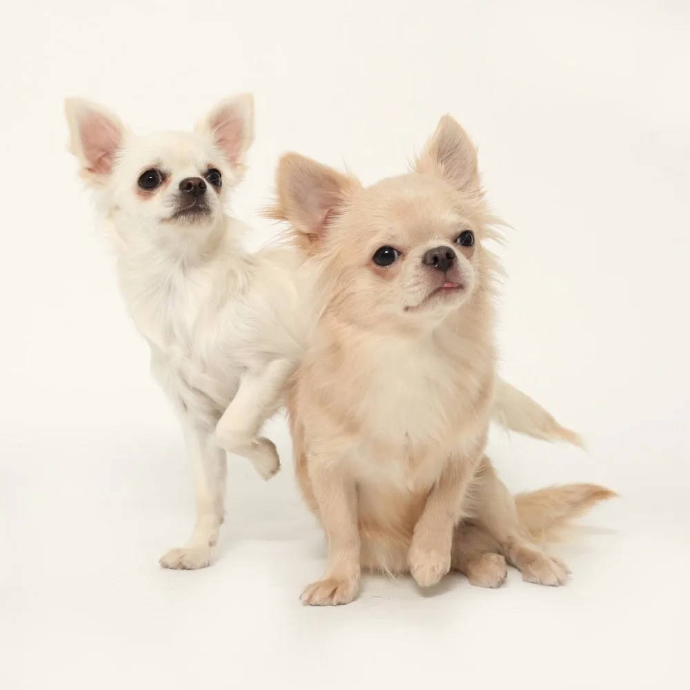 Élevage de la Daronne - Élevage chihuahua & spitz LOF et pension canine - Alpes-Maritimes pet otel görseli 3