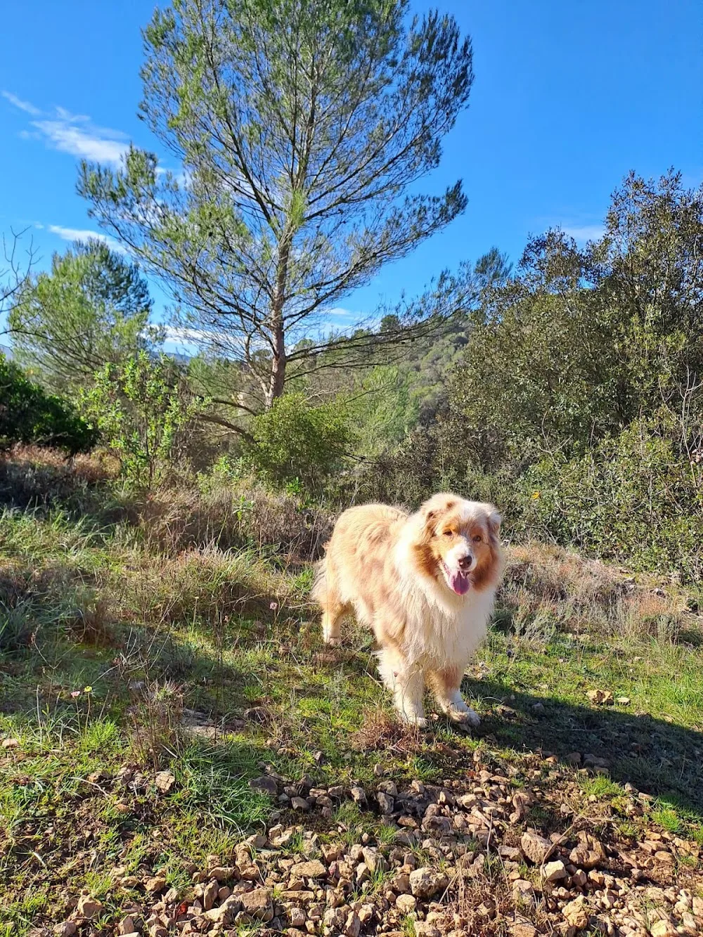 Happytoutous - Alpes-Maritimes pet otel görseli 3