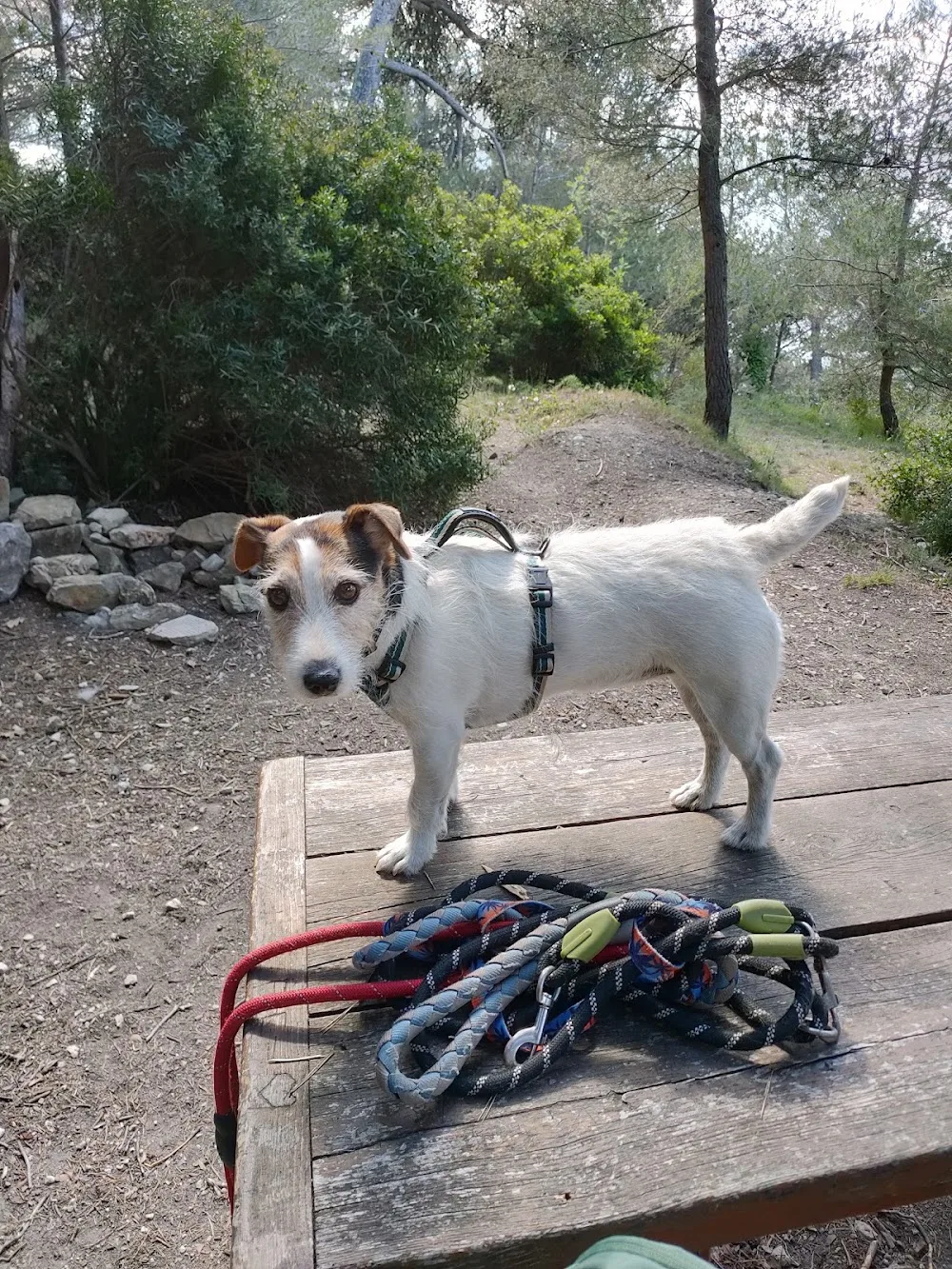 Les Chiens en Nature - Alpes-Maritimes pet otel görseli 3