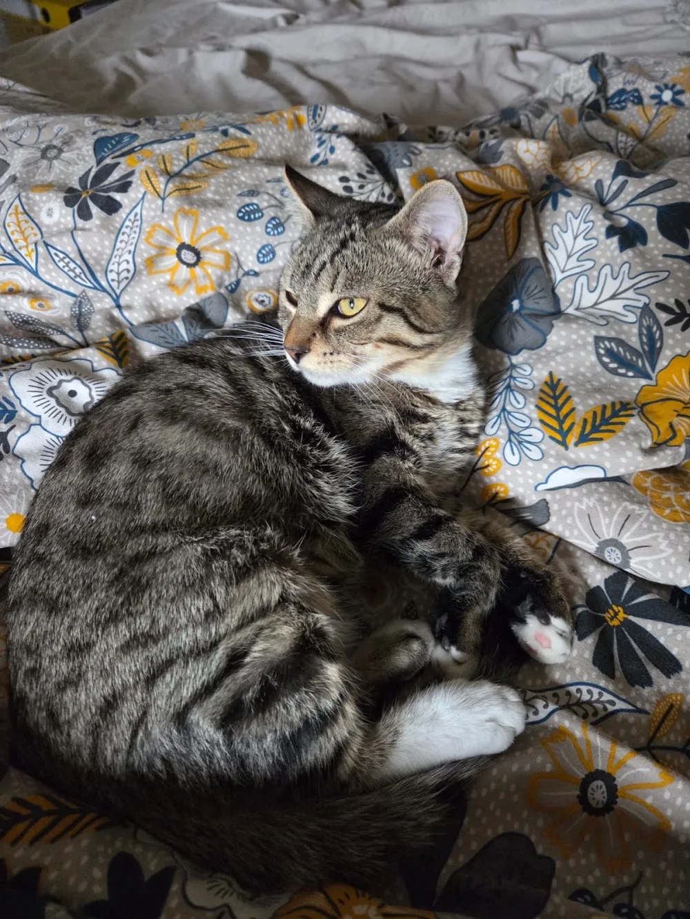 Maison du Chat Perché - Caroline Ouvrard - Alpes-Maritimes pet otel