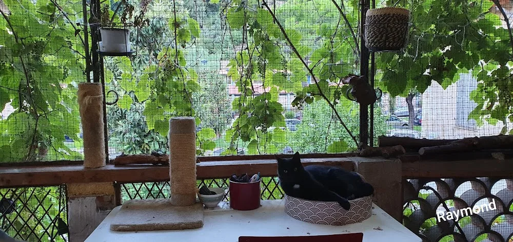 Pension pour chats à Menton - Alpes-Maritimes pet otel