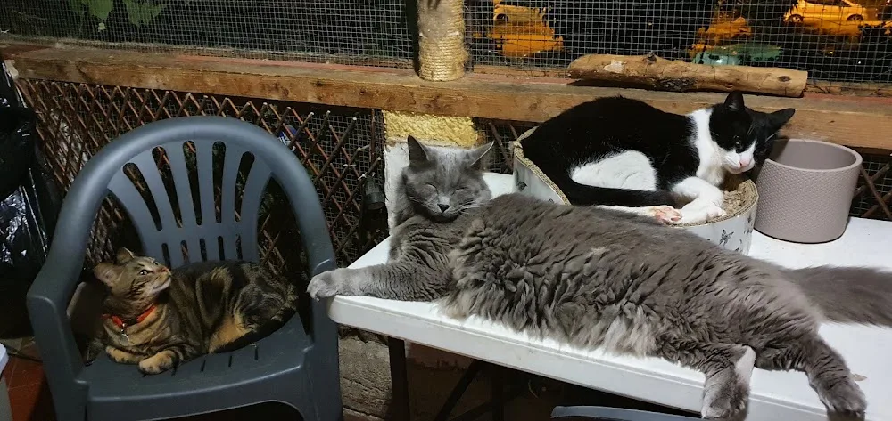 Pension pour chats à Menton - Alpes-Maritimes pet otel görseli 3