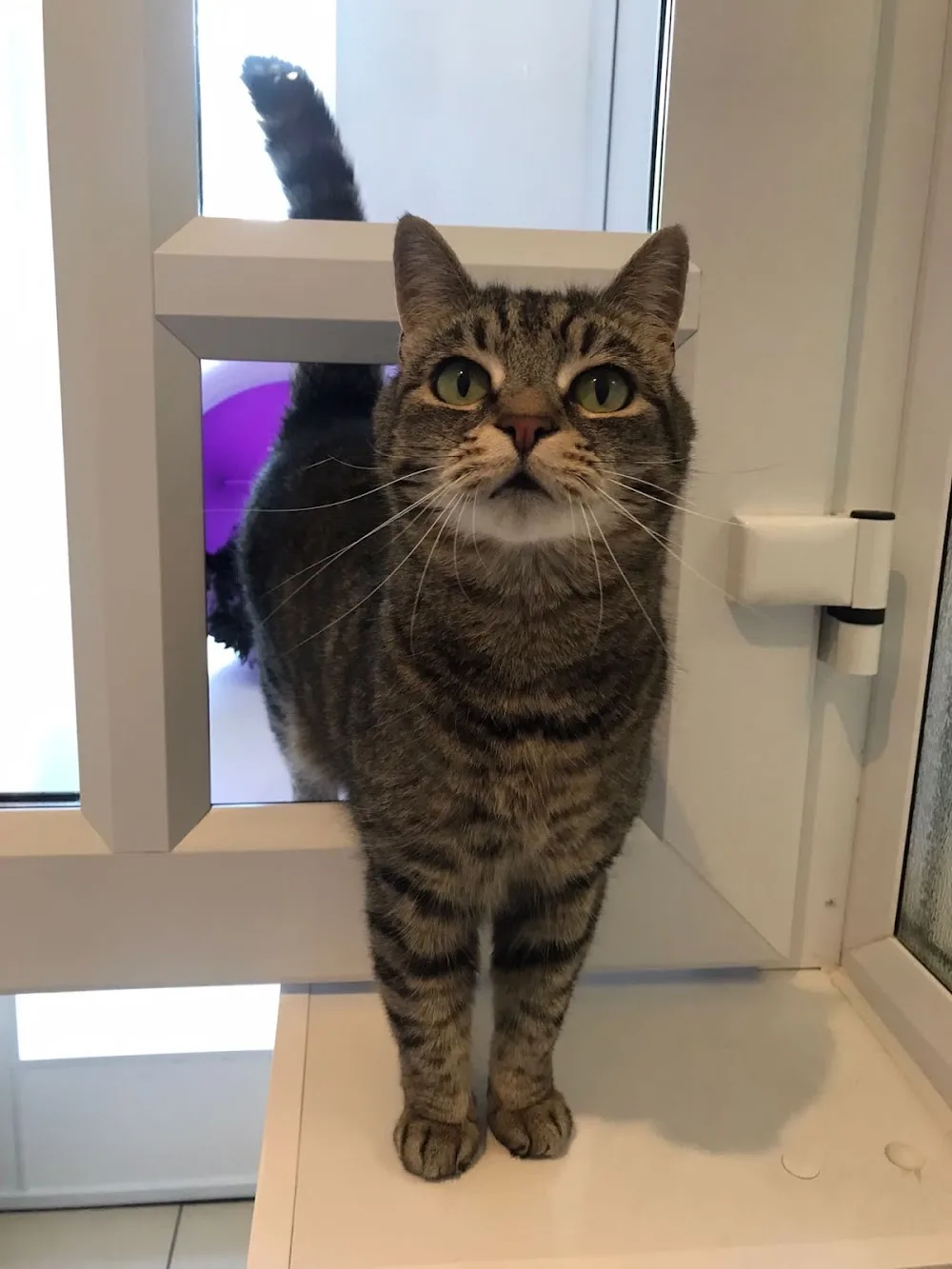 Coxford Down Cattery - Alresford pet otel
