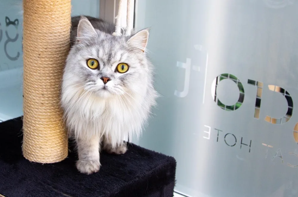 Longcroft Luxury Cat Hotel Four Marks, Hampshire - Alresford pet otel görseli 3
