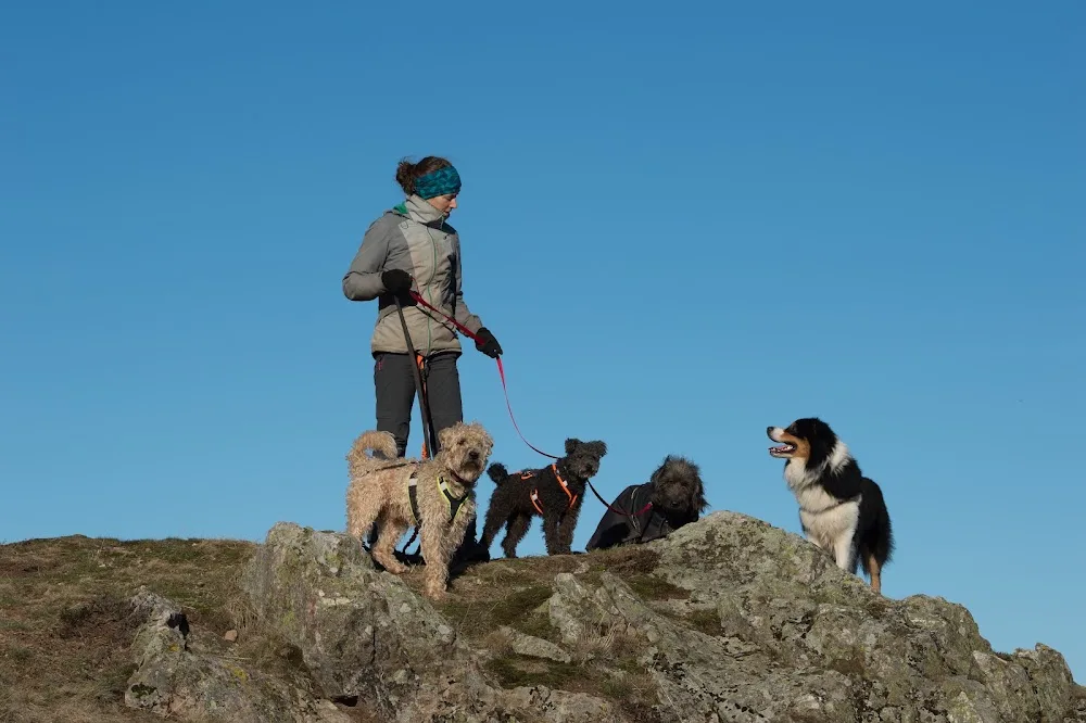 Bien avec mon chien - Alsace pet otel