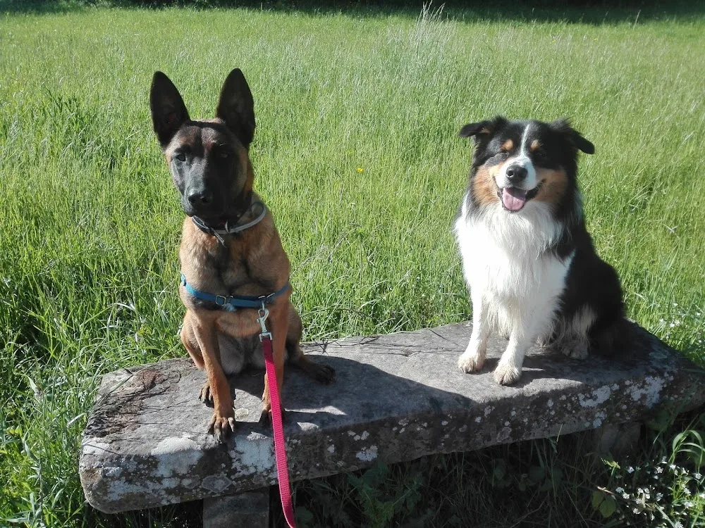 Bien avec mon chien - Alsace pet otel görseli 7