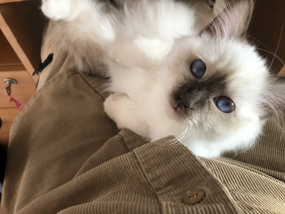 Chatterie Du Clos Du Bois Joli - Alsace pet otel