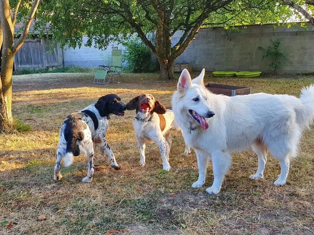 DOG CONNECT 68 - Alsace pet otel