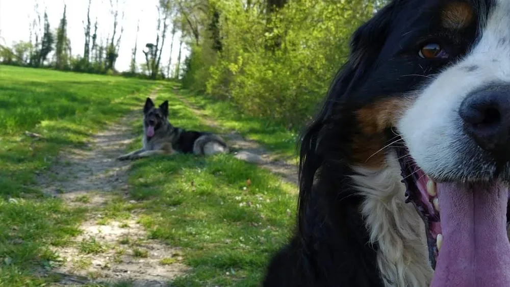 Duo de Chiens - Alsace pet otel