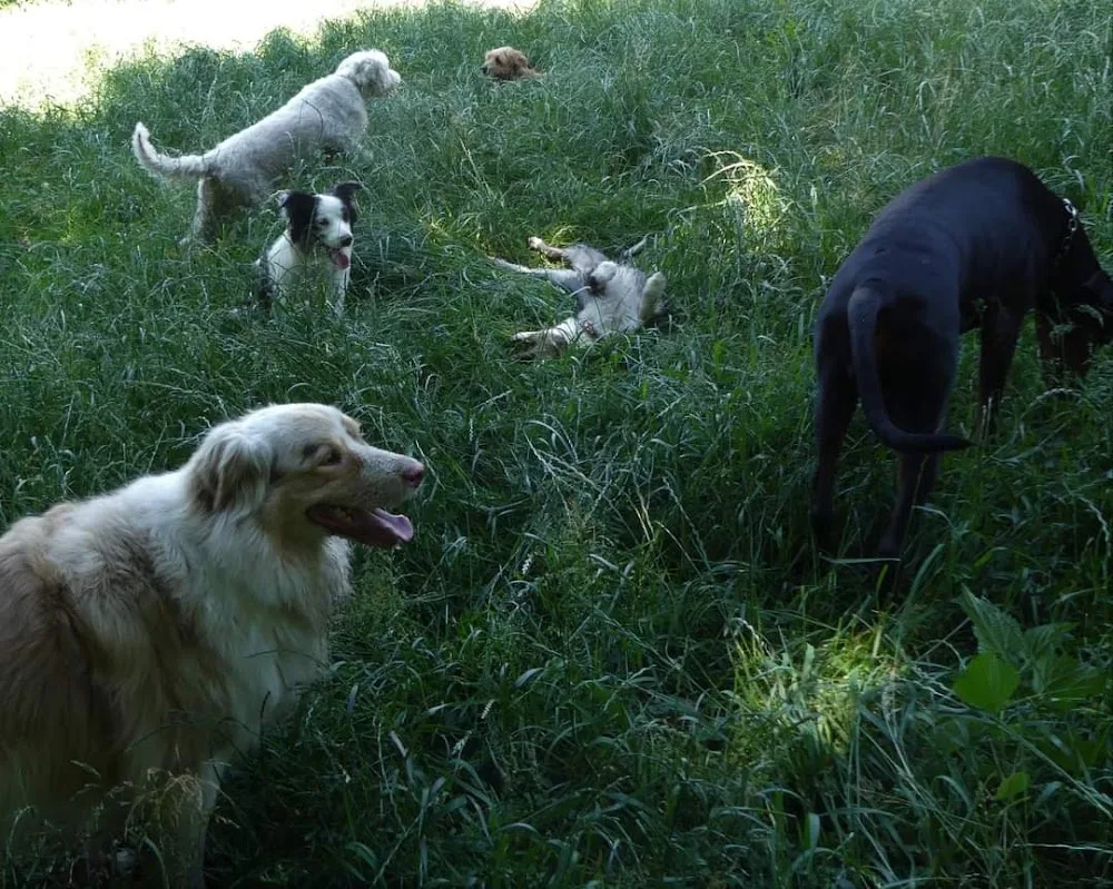 Duo de Chiens - Alsace pet otel görseli 3