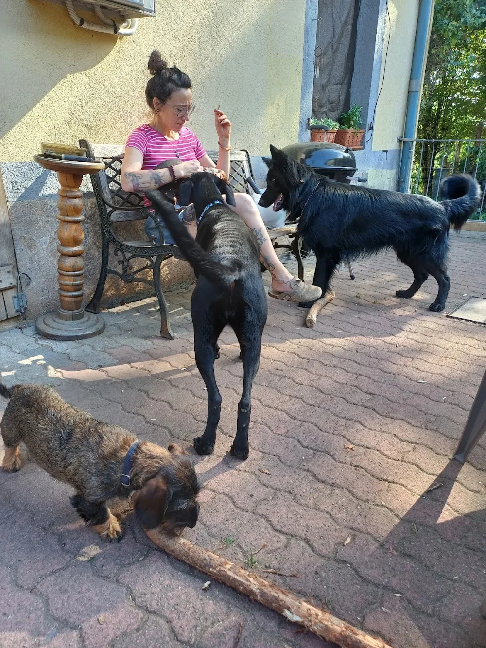 Educateur canin et pension canine familiale "La voix de la meute" - Alsace pet otel görseli 3