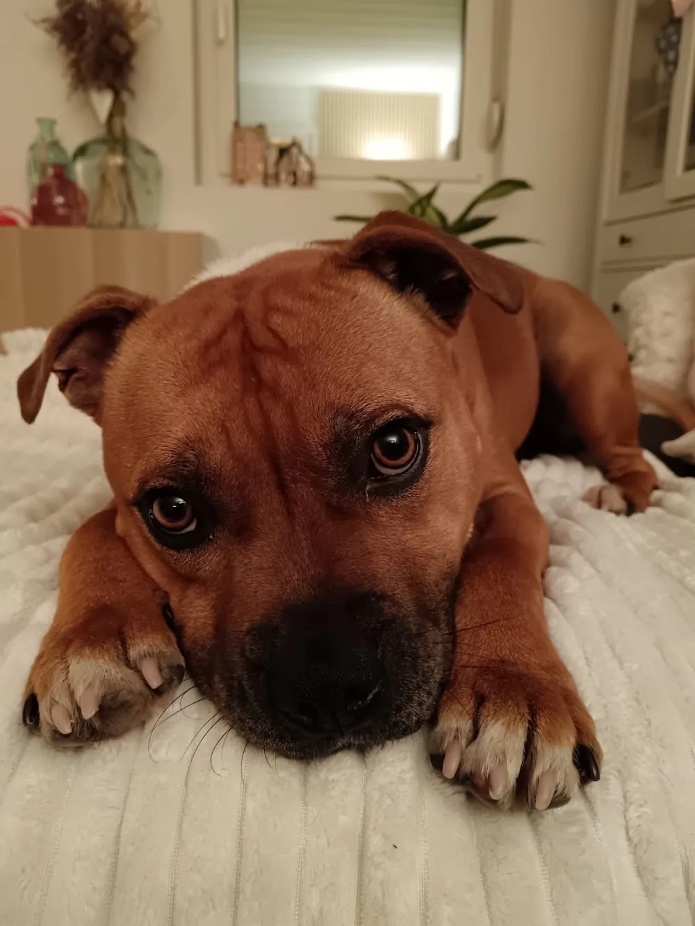 Émilie Laidebeur PetSitter - Alsace pet otel görseli 7