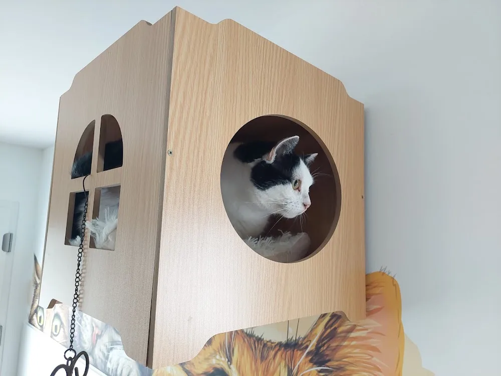 Félin pour l'autre - Alsace pet otel görseli 2