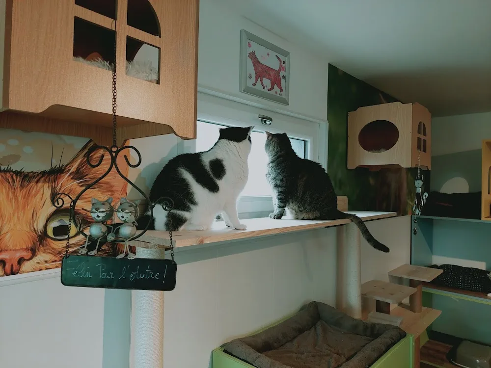 Félin pour l'autre - Alsace pet otel görseli 3
