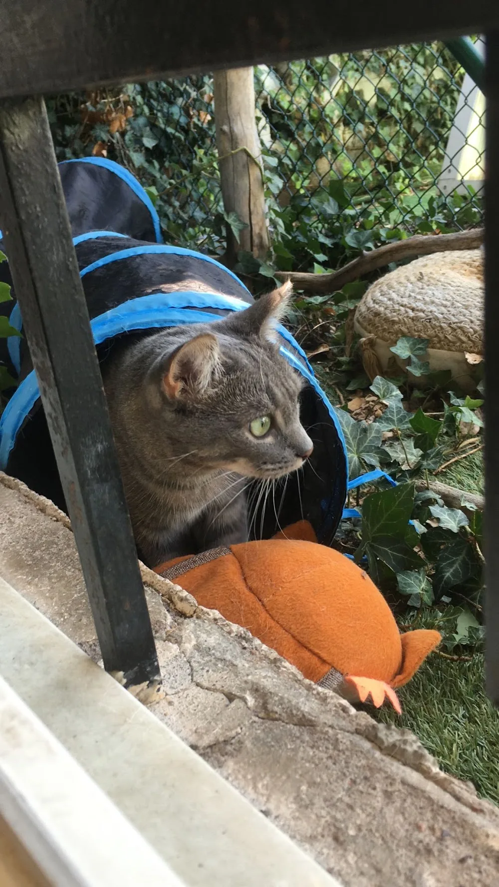 L'Annexe des Chats - Pension Féline - Alsace pet otel görseli 3
